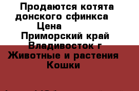 Продаются котята донского сфинкса. › Цена ­ 7 000 - Приморский край, Владивосток г. Животные и растения » Кошки   